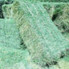 ALFALFA HAY FOR SALE