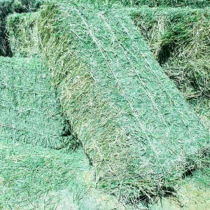 ALFALFA HAY FOR SALE
