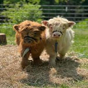 Buy Miniature highland Bulls ( Keaira & Twisty pair )