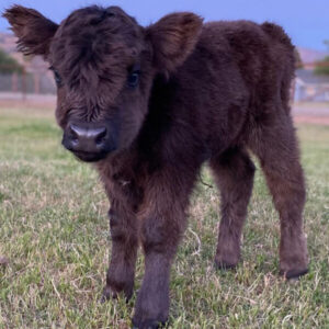 Buy Highland breeding cows(Cleo)