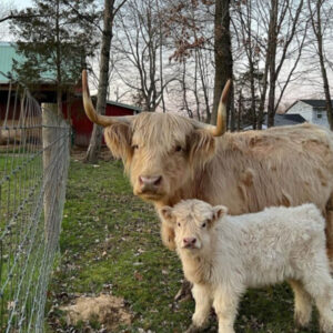 Buy Mini Highland Bulls (Zara & Duke)