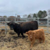 Mini Highland Cow Pets ( Hope & Lieutenant)