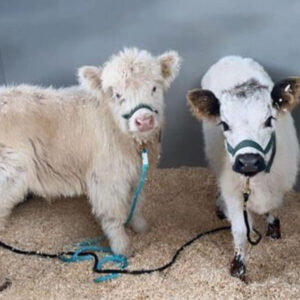 Mini Highland Cow Pair (Cinnamon & Herb)