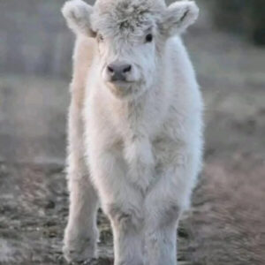 Purchase Mini Highland Cow Remy