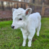 Mini Highland Heifer (Dove)
