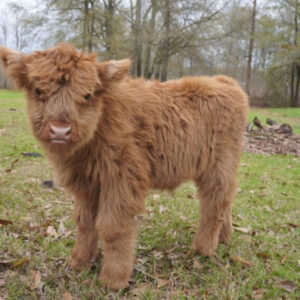 Buy Miniature Cow (Nova)