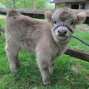 Mini Cows for sale (Ruby & Luca)