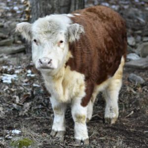 Buy Mini Highland Cow (Milo)