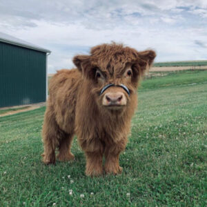 Buy Mini Highland Cow (Tess)