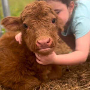 Buy Cute Mini Cow (Rosie)