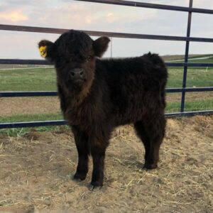 Purchase Miniature Cow (Nero)